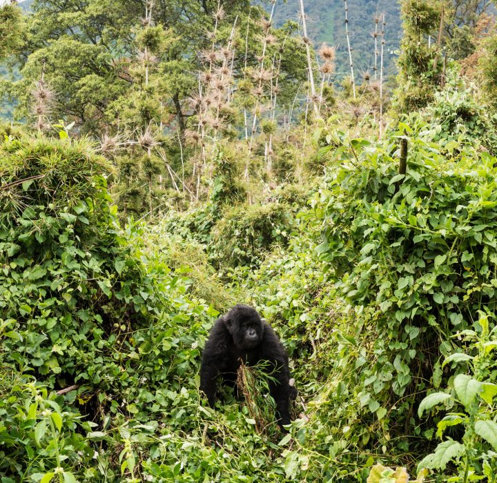 DelAgua Rwanda project, October 2014