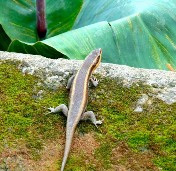 Lizard Anguidae