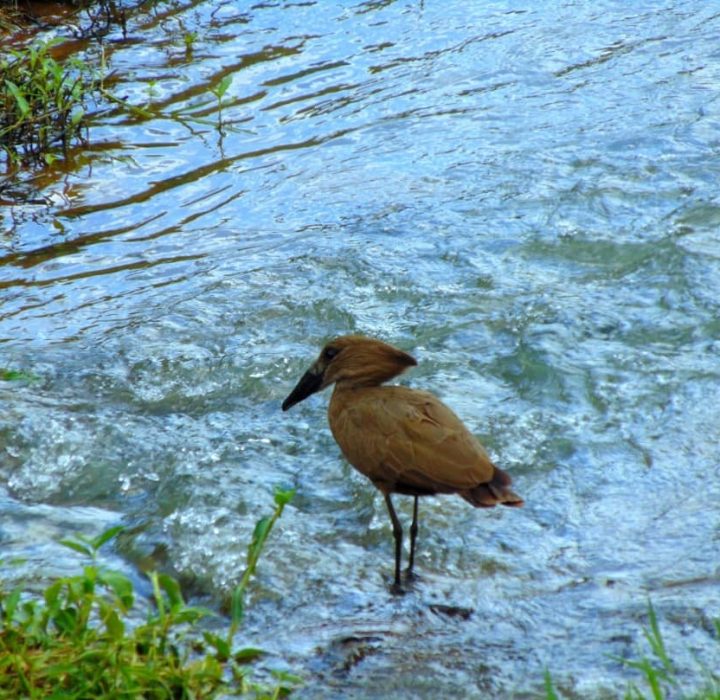 ibis